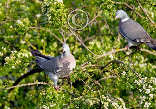 Wood Pigeons DM1842